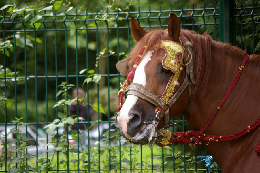 Les chevaux marocains: Les Chevaux Marocains 046